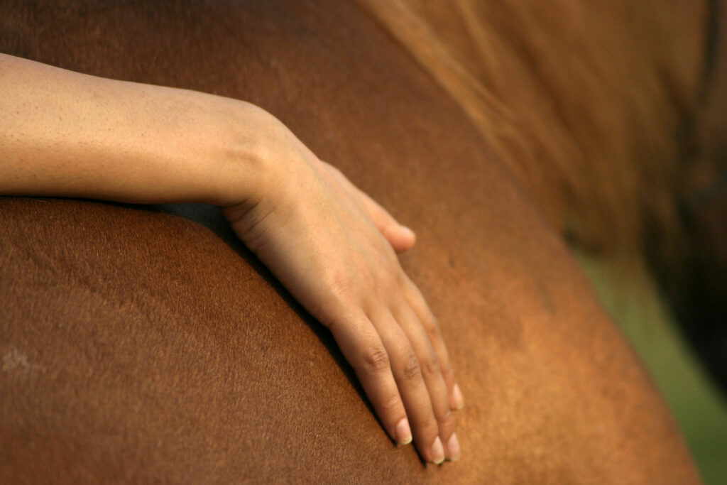 Hand of a person on a horse, trying different equine therapy types