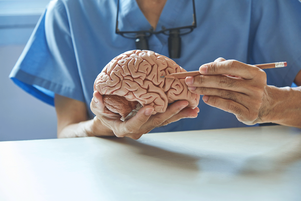 doctor holding model of the brain explains neuroscience vs psychology