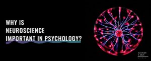27 Why Is Neuroscience Important In Psychology  1100 X 450